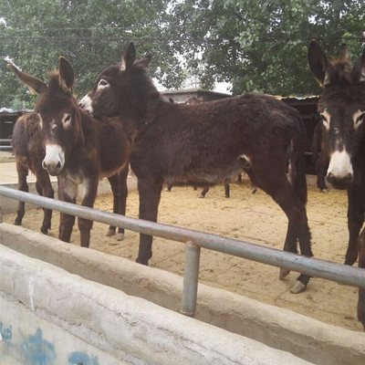 德州驴养殖场改良基地肉驴德州驴乌头驴免费运输