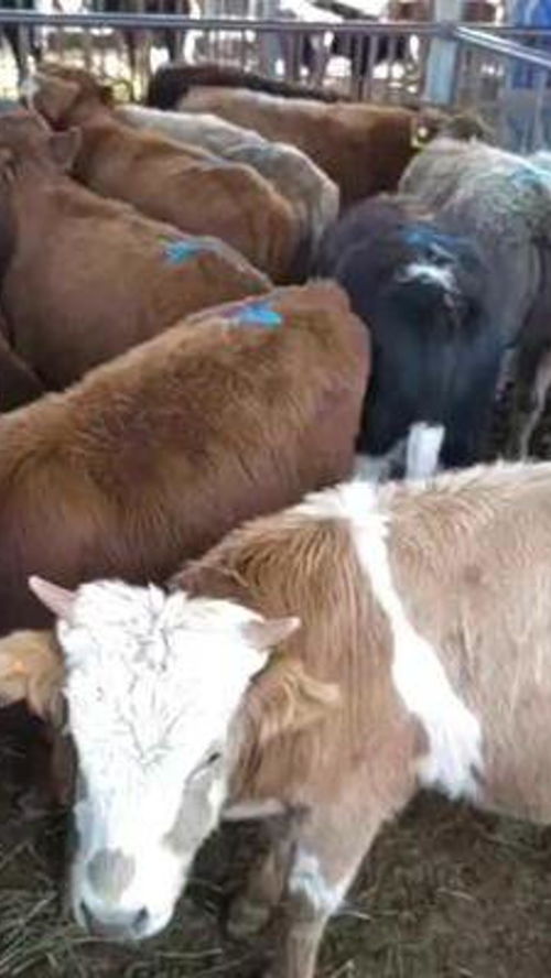 农村动物 家畜 动物随手拍 养殖 牛